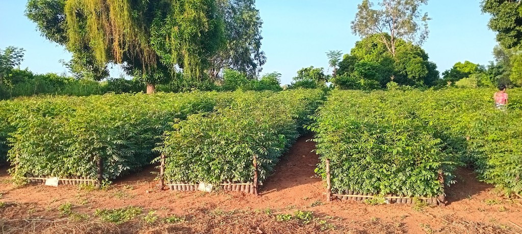 Rows of young trees on a Carma reforestation project