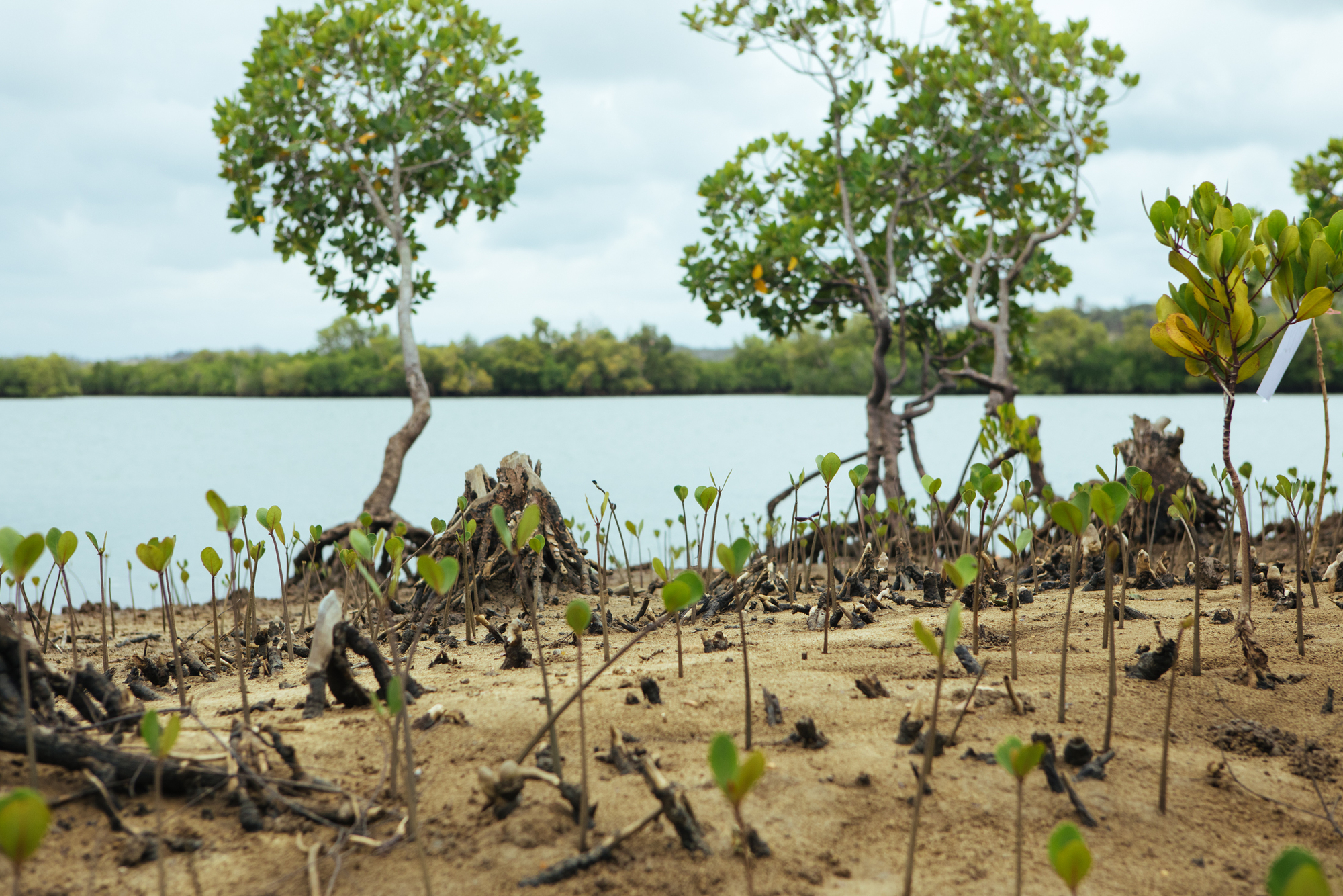 Mangrove restoration protecting an established coastal forest